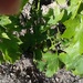 Spot the baby grapes.  by chimfa
