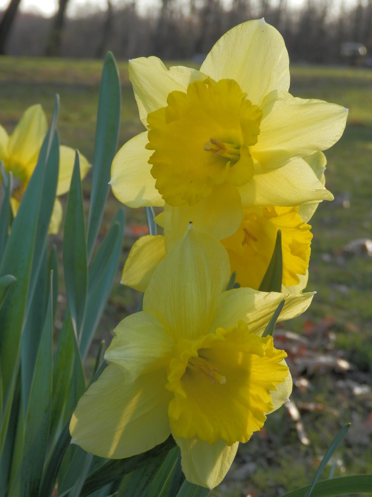 Daffodils are Blooming by julie