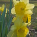 Daffodils are Blooming by julie