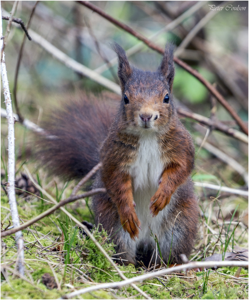 Native Red Squirrel by pcoulson