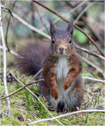 1st May 2018 - Native Red Squirrel