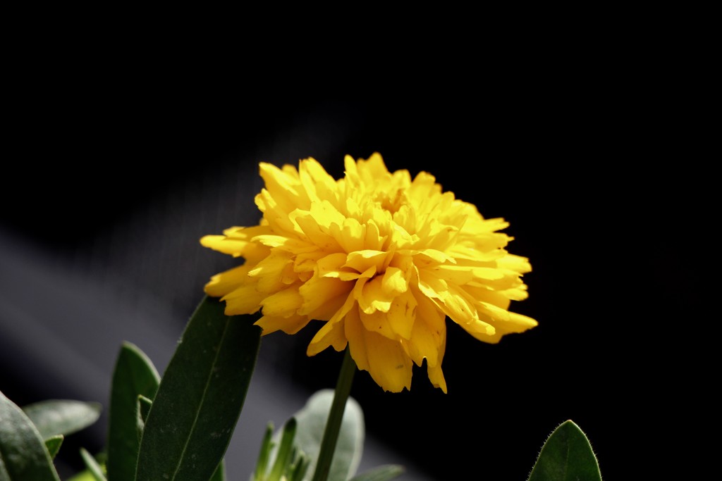 Yellow by daffodill