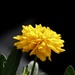 Yellow by daffodill