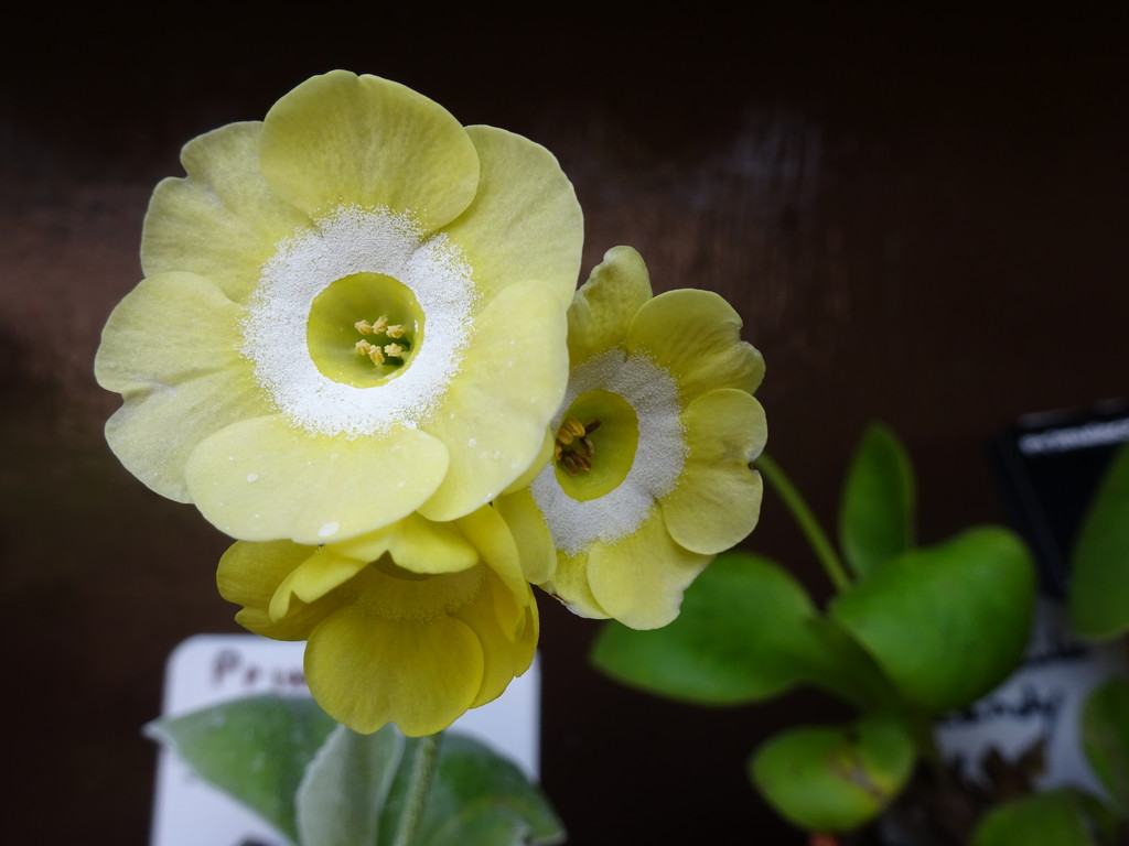 putting on a strong performance in the auricula theatre by anniesue