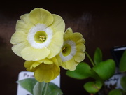 29th Apr 2018 - putting on a strong performance in the auricula theatre