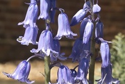 2nd May 2018 - Bluebell Study 3
