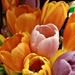 Tulips by jo38