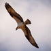 Osprey Floating in the Breeze! by rickster549