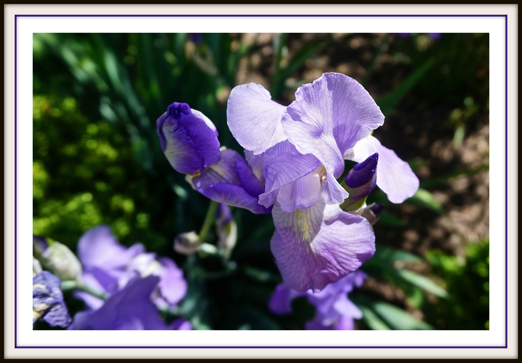 Purple Iris Majesty by allie912