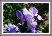 3rd May 2018 - Purple Iris Majesty