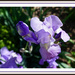 Purple Iris Majesty by allie912
