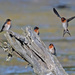 Welcome swallows' perch by maureenpp