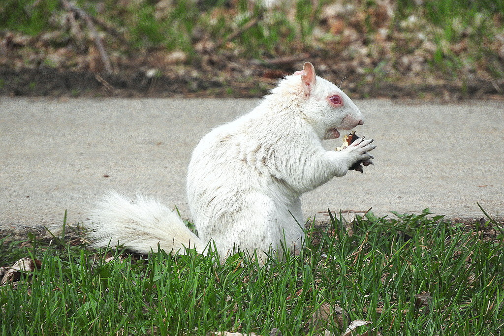 Creepy Squirrels by homeschoolmom