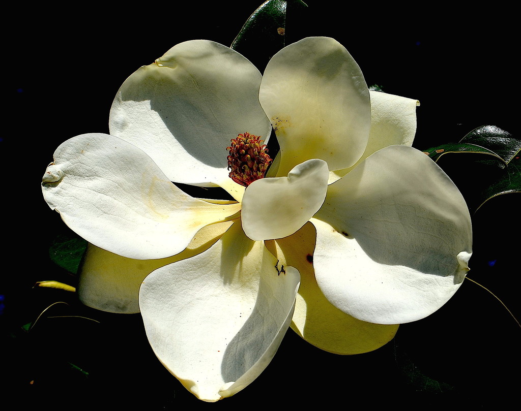 Flower of the Southern Magnolia tree by congaree