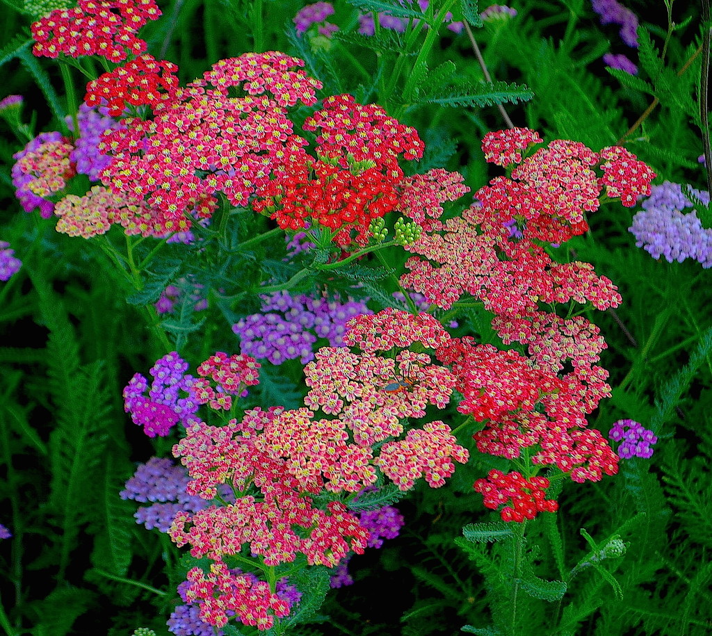 Yarrow by congaree