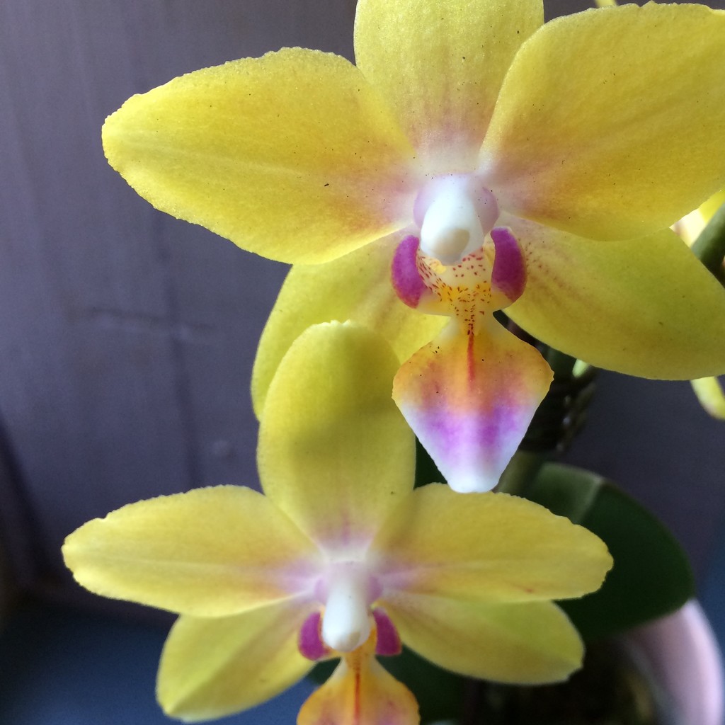 Orchids by narayani