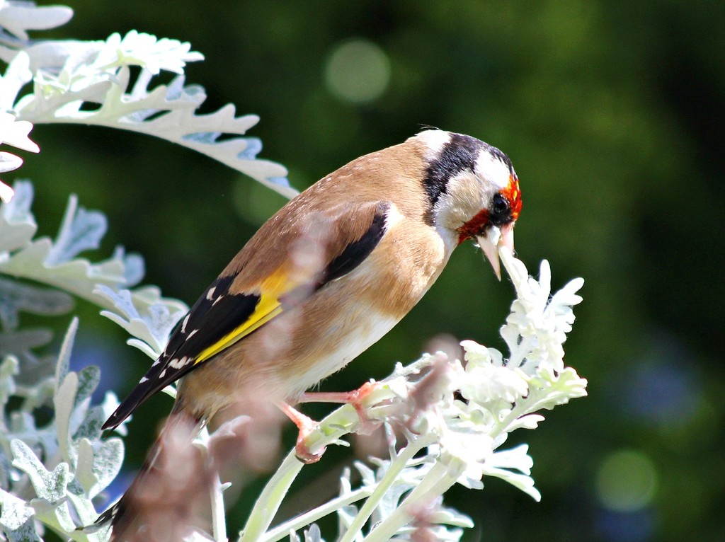 Goldfinch   Feathering his Nest.  by wendyfrost