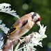 Goldfinch   Feathering his Nest.  by wendyfrost