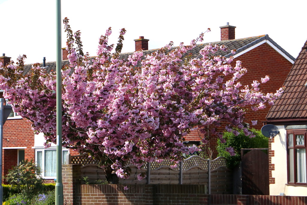 More Blossom by davemockford