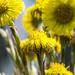 Coltsfoot by novab