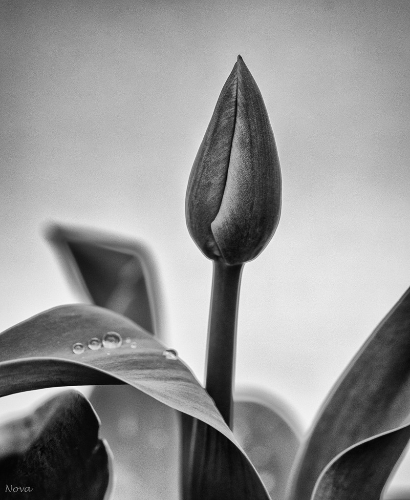 Tulip by novab
