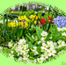 Floral Display,Beddgelert,Wales by carolmw
