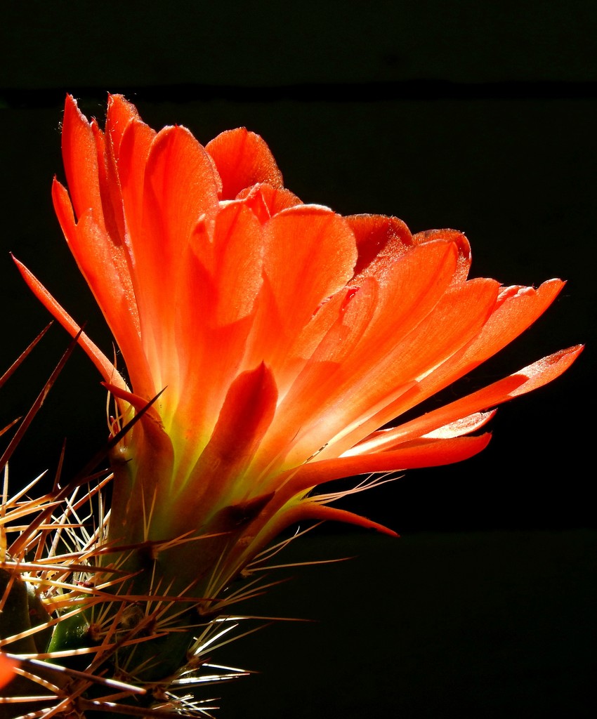 Cactus Flower by janeandcharlie
