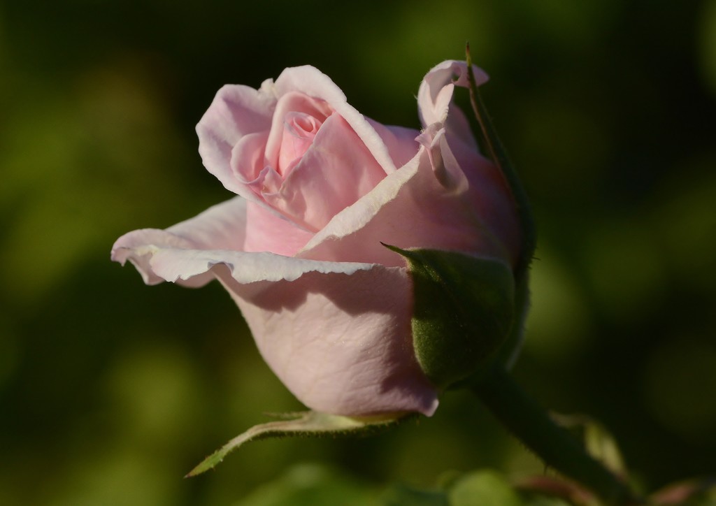 May Roses_DSC9468 by merrelyn