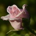 May Roses_DSC9468 by merrelyn