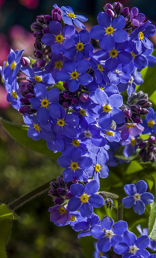 Forget-Me-Not. by tonygig
