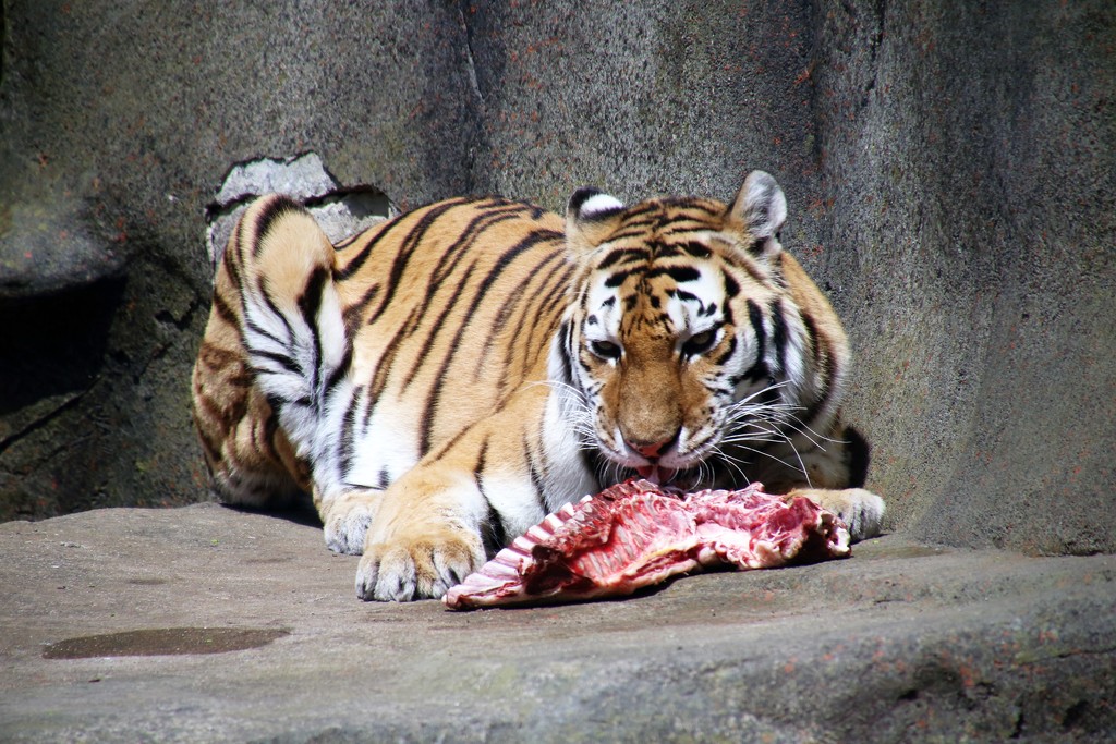 Tiger Has Lunch by randy23