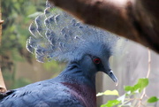 26th Apr 2018 - Victoria Crowned Pigeon