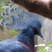 Victoria Crowned Pigeon by randy23