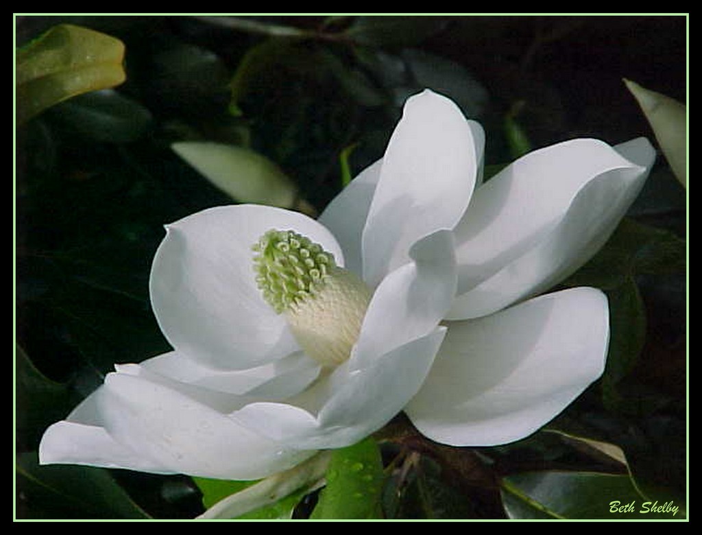 Southern Magnolia by vernabeth
