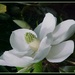 Southern Magnolia by vernabeth