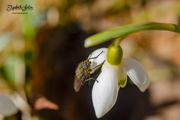 3rd May 2018 - Insect on snowdrop