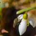 Insect on snowdrop by elisasaeter
