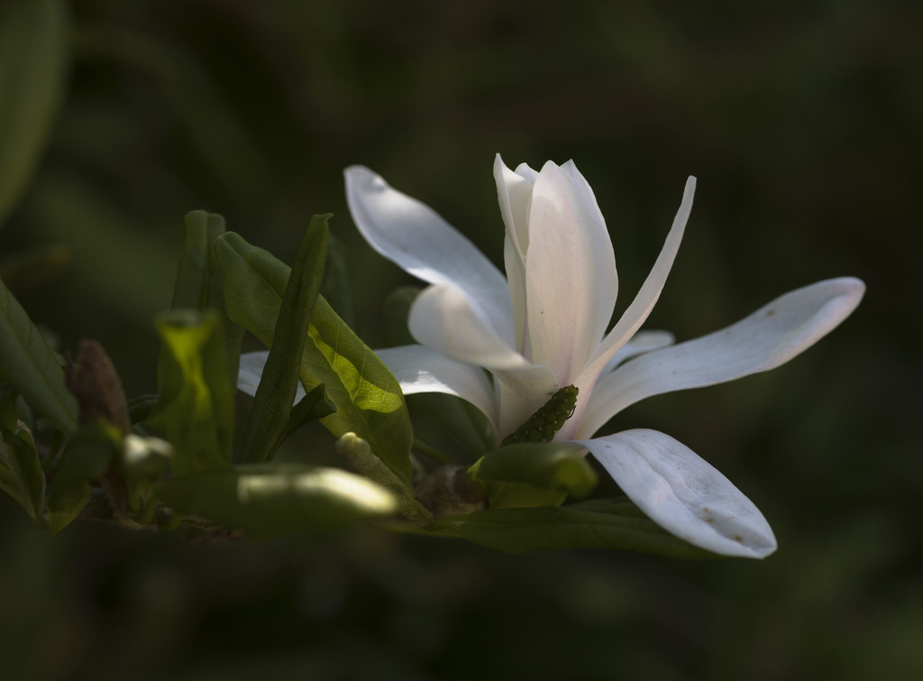 Magnolia by shepherdmanswife
