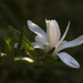 Magnolia by shepherdmanswife