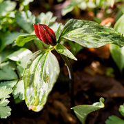 3rd May 2018 - First Trillium Flowering of Spring