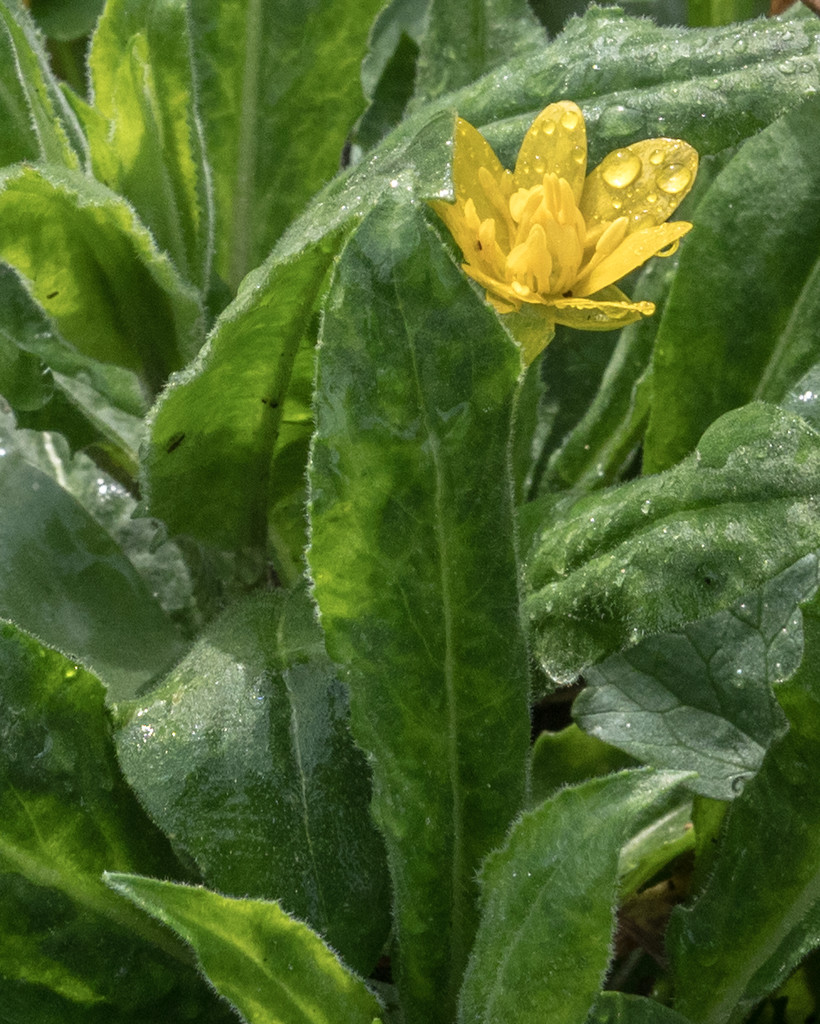 Marsh Marigold with raindrops by rminer