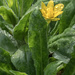 Marsh Marigold with raindrops by rminer