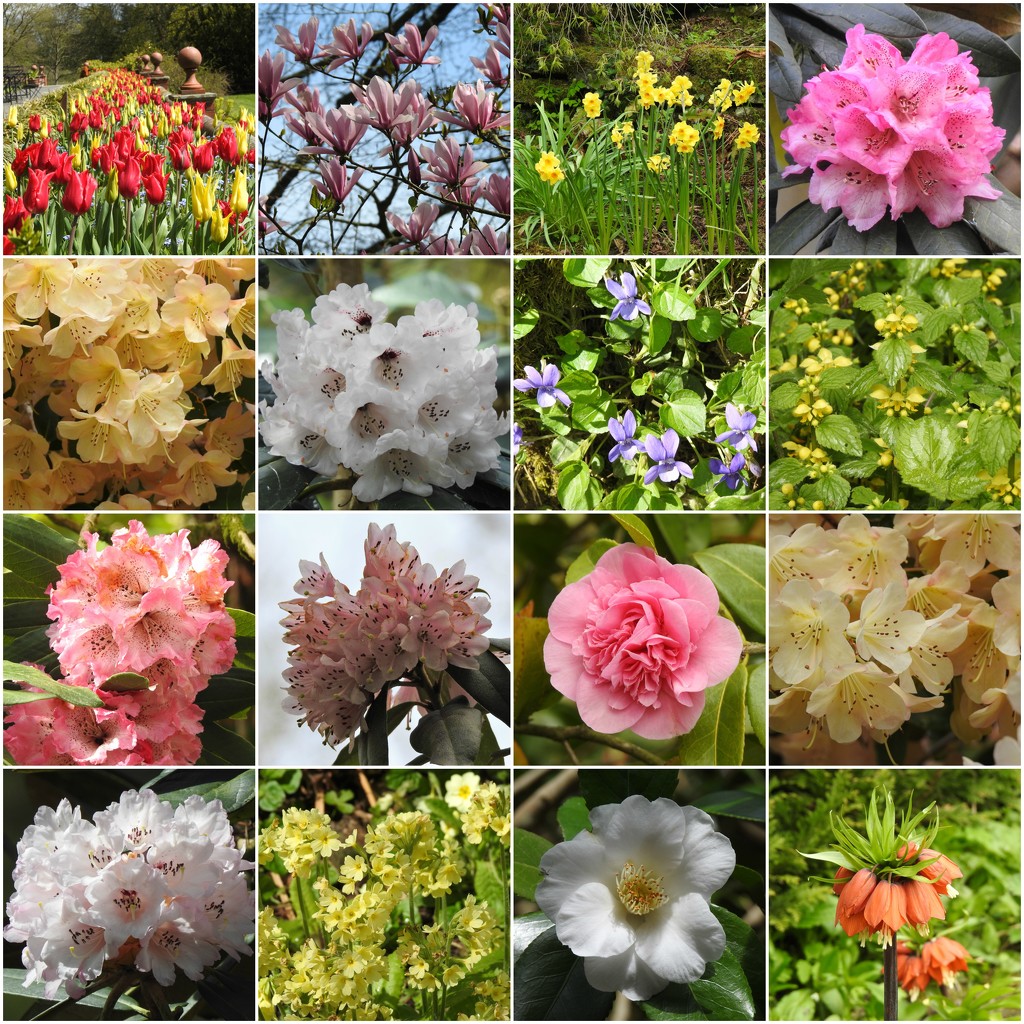 Flowers at Hergest Croft gardens by susiemc