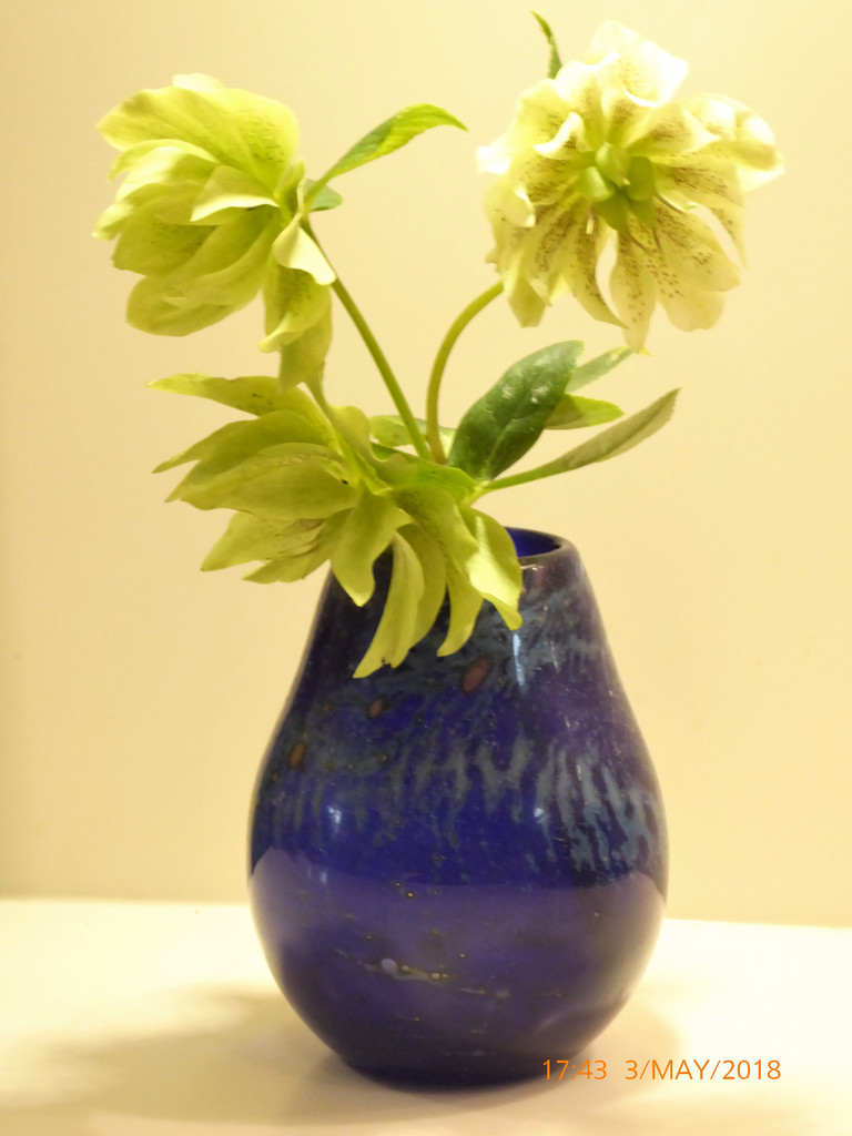 Hellebore's  in a blue vase....   by snowy