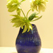 Hellebore's  in a blue vase....   by snowy