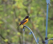 3rd May 2018 - BALTIMORE ORIOLE