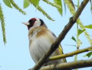 2nd May 2018 - Goldfinch
