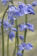 3rd May 2018 - Bluebell Study 4