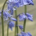 Bluebell Study 4 by helenhall