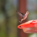 First Hummingbird Sighting 2018 by mhei